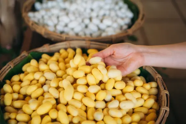 Silkworm cocoons silk